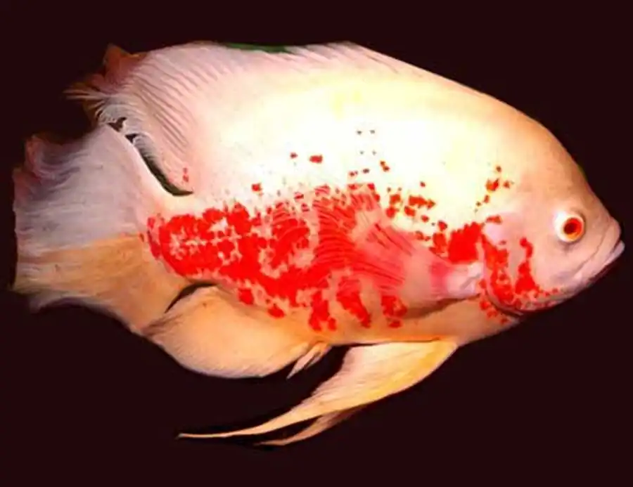 astronotus красный альбинос