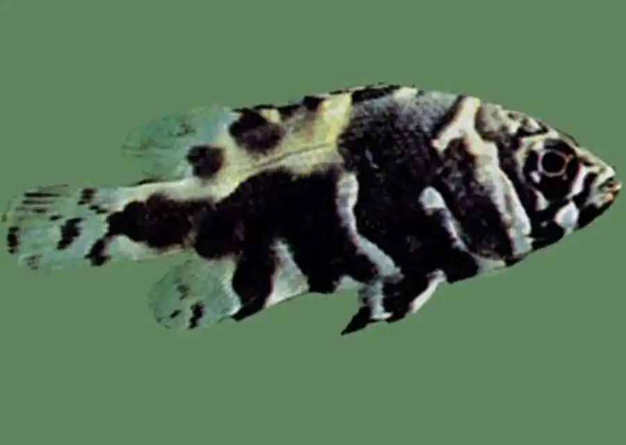 astronotus оскар