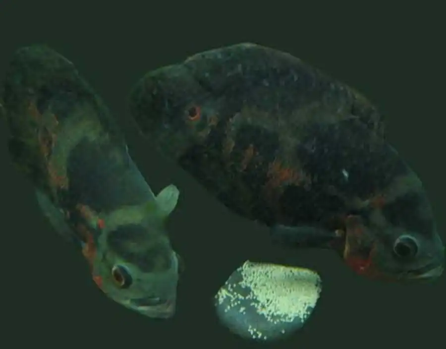 разведение astronotus