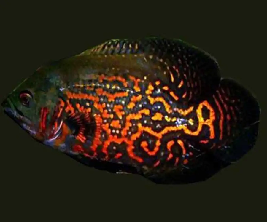 astronotus тигровый