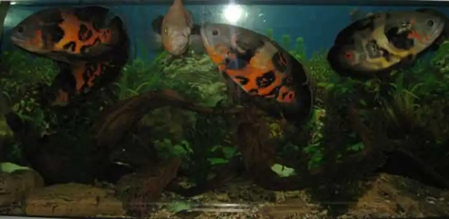 astronotus в аквариуме