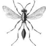 Пелопей (Pelopoeus spirifex L.)