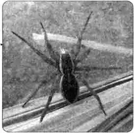 Членистоногие Средней полосы России Членистоногие Средней полосы России