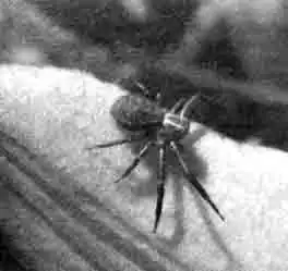 Паук-томизид поражен клещами Паук-томизид поражен клещами