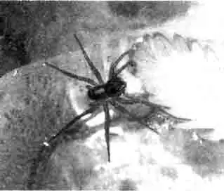 Паук семейства ликозид -представитель рода пирата поселяется порой на воде Паук семейства ликозид -представитель рода пирата поселяется порой на воде