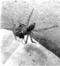 Пизаура на своей паутинной платформе Пизаура на своей паутинной платформе