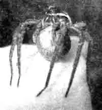 Пизауриды носят кокон в педипальпах Пизауриды носят кокон в педипальпах