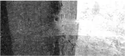 Сеть и жилая трубка тегенарии Сеть и жилая трубка тегенарии