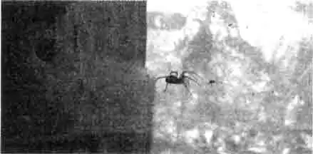 Тегенария на тенетах в природе Тегенария на тенетах в природе