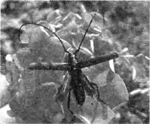 Жесткие надкрылья жуков прикрывают мягкие крылья