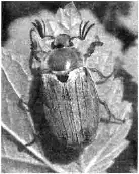 Тело хруща разделено на голову, грудь и брюшко