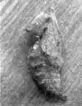 Куколка бабочки нимфалиды