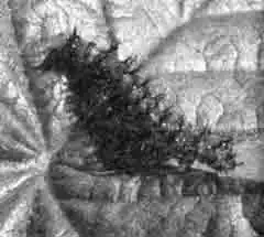 Гусеница бабочки нимфалиды