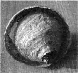 Бумажная оса вылезает из гнезда Бумажная оса вылезает из гнезда