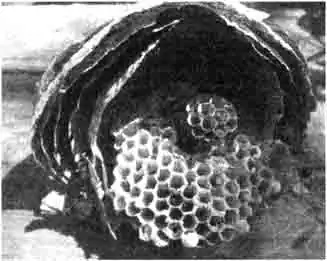 Гнездо в разрезе Гнездо в разрезе