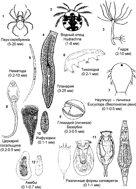  Малые группы беспозвоночных.