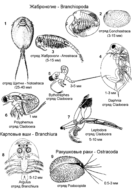 Ракообразные. Ракообразные.