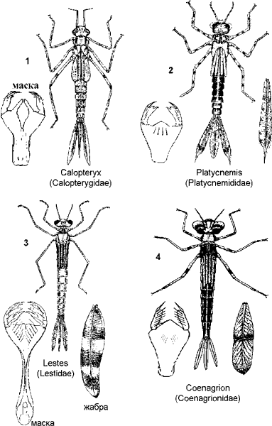 Равнокрылые стрекозы.