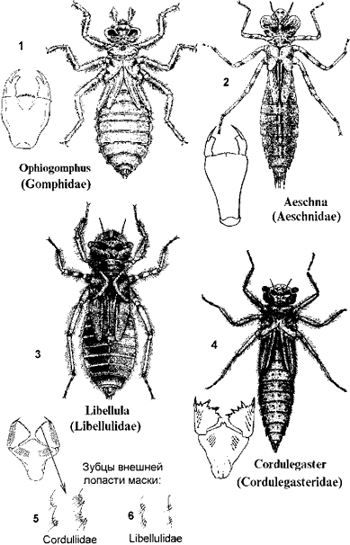Разнокрылые стрекозы.