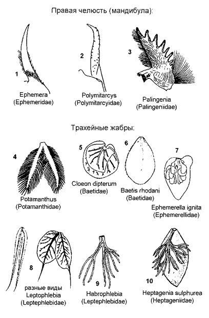 Поденки — головы, жабры. Поденки — головы, жабры.