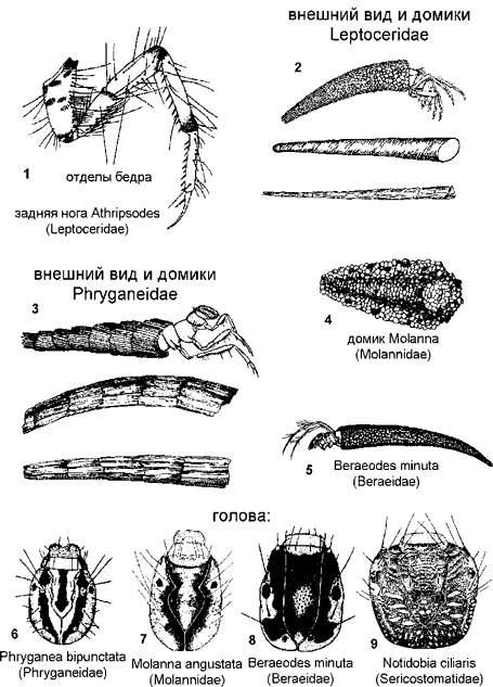 Цельнощупиковые ручейники (часть). Цельнощупиковые ручейники (часть).
