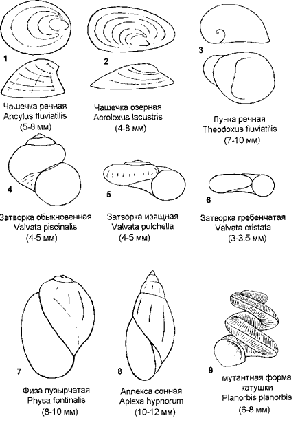 Чашечки. Лунка. Затворки. Физы.
