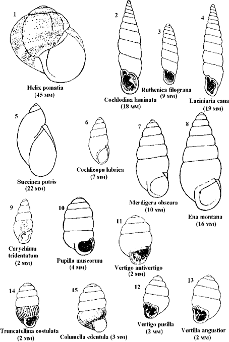 Наземные моллюски. Наземные моллюски.