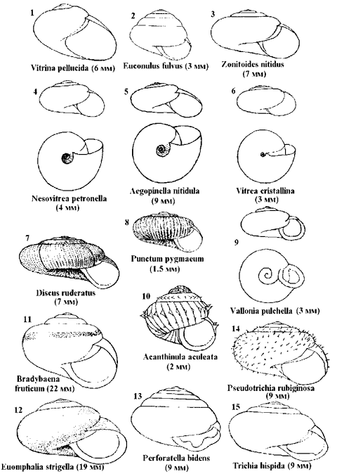 Наземные моллюски. Наземные моллюски.