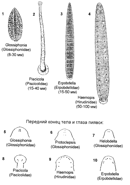 Пиявки. Пиявки.