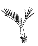Антенна II сем. Sididae