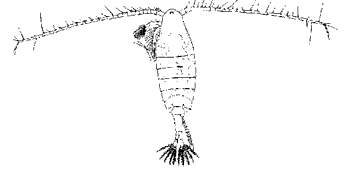 отр. Copepoda, п/отр. Calanoida