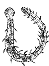 p. Aelosoma (кл. Oligochaeta)