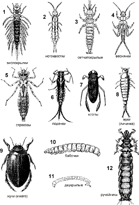 Атлас отрядов насекомых. Атлас отрядов насекомых.