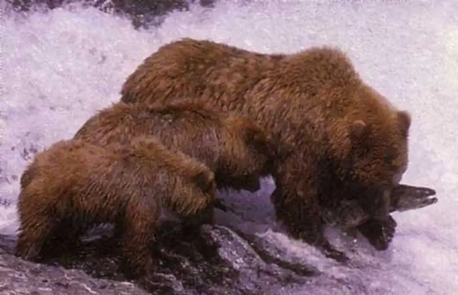 Медвежата