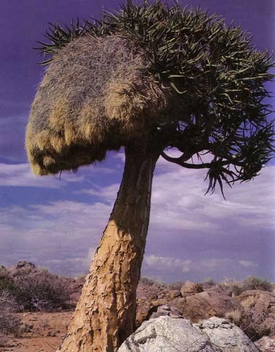 гнездо общественных ткачей