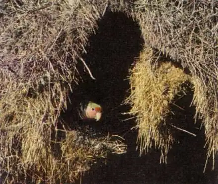 розовощекие неразлучники