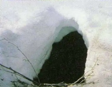 зимует в берлоге