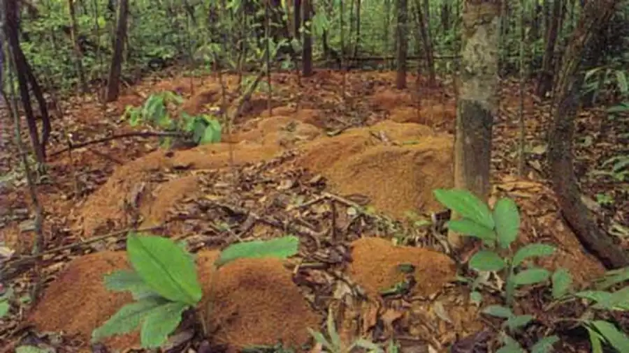 Города муравьев-листорезов Города муравьев-листорезов