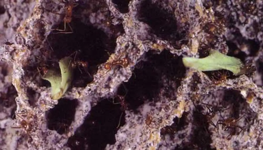 Муравьи-листорезы Муравьи-листорезы