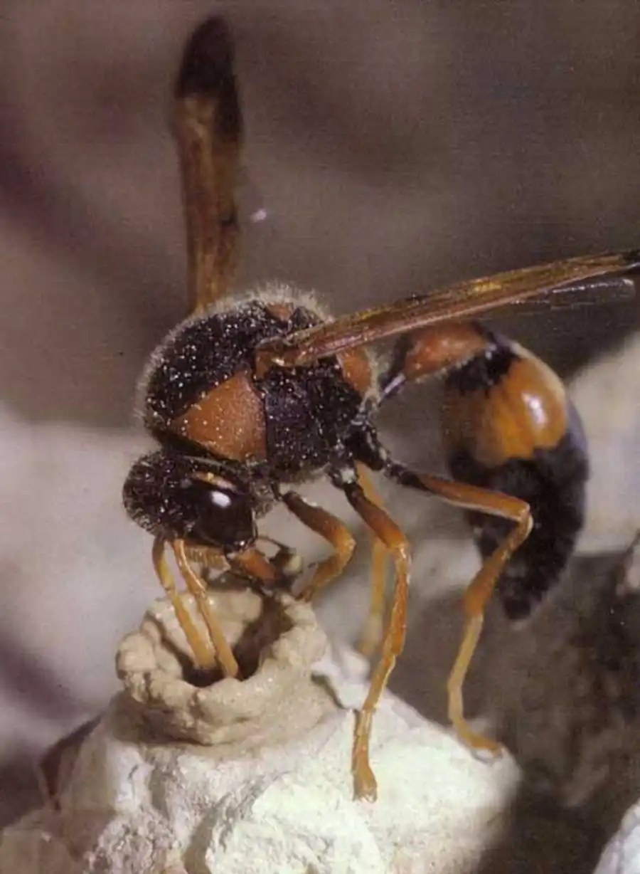 пилюльная оса