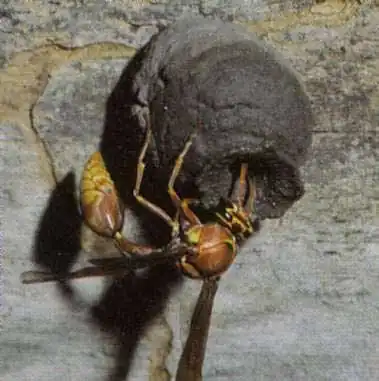 пилюльная оса из Коста-Рики