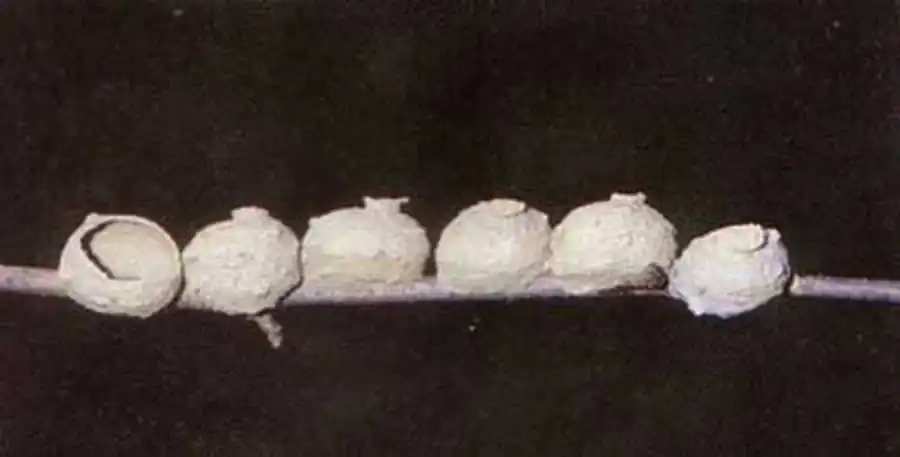 Гнезда пилюльных ос из североамериканских видов