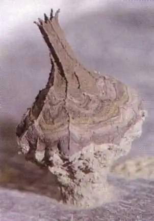 Гнезда пилюльных ос в Малайзии