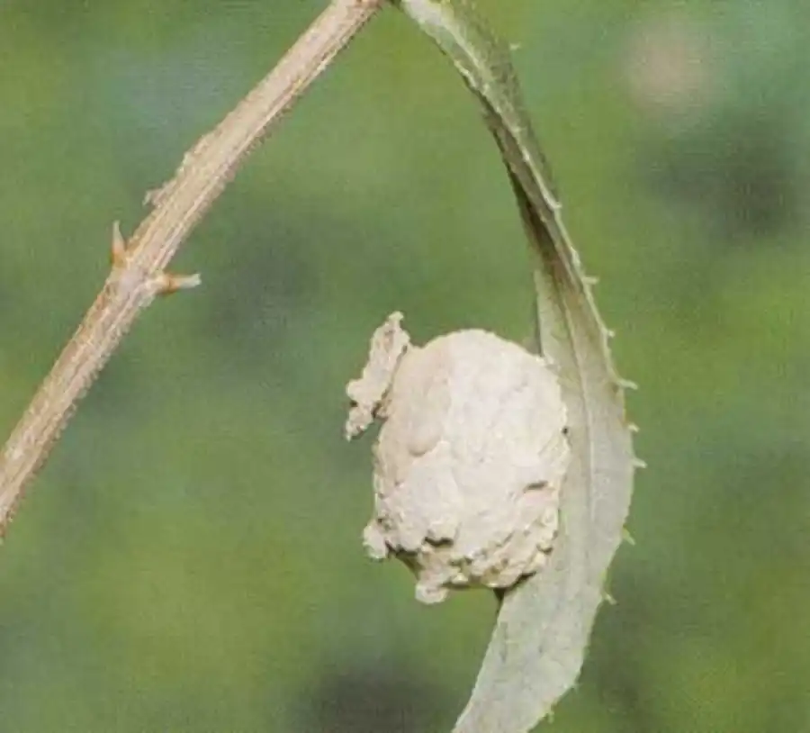 пилюльные осы