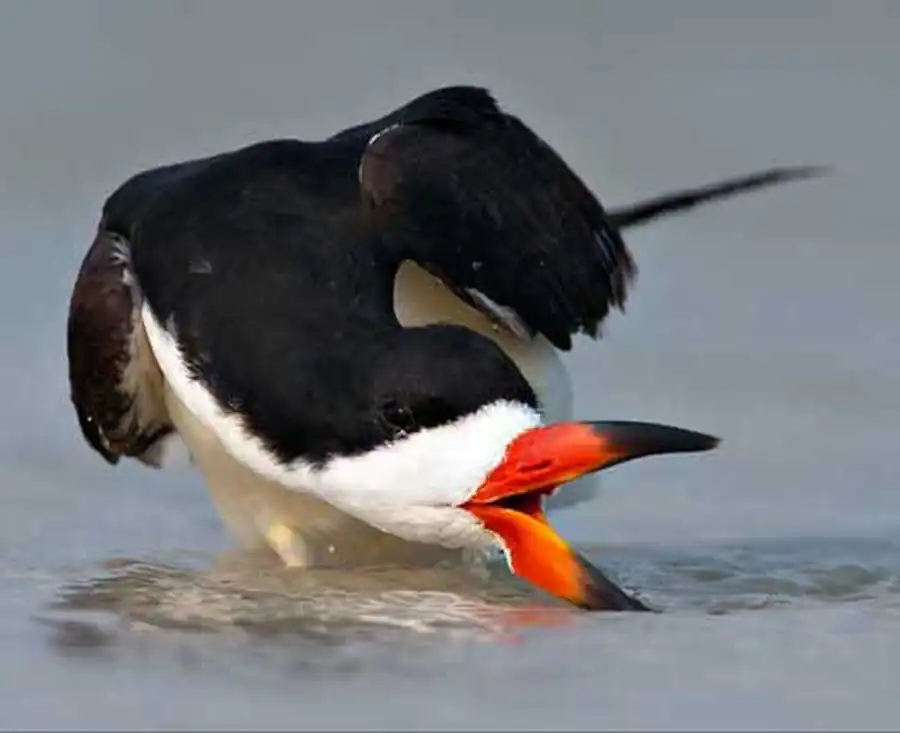 Американский черный водорез