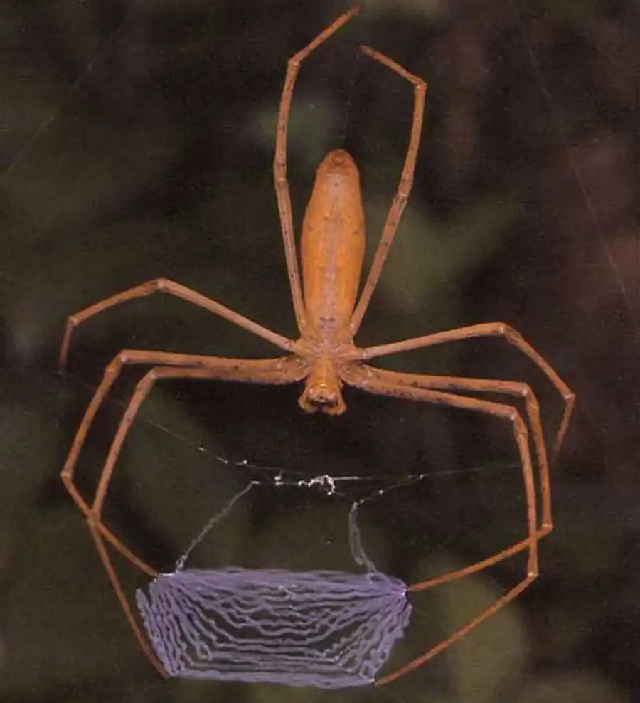 Паук Menneus camelus