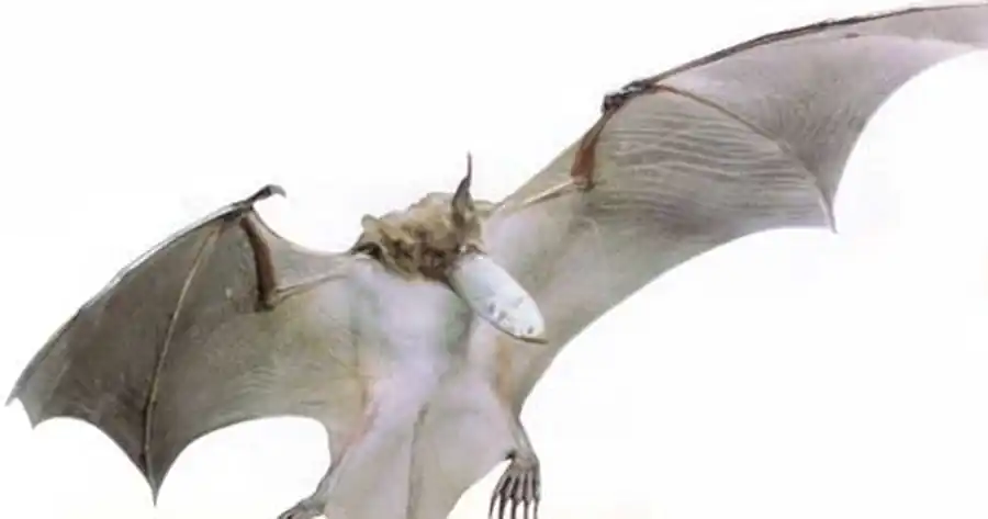 Рыбоядная летучая мышь Рыбоядная летучая мышь