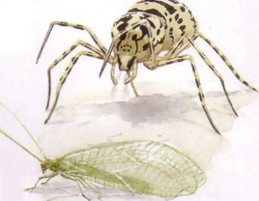 Пауки Scytodes
