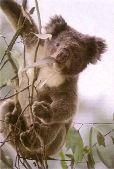 коала избегает перегрева