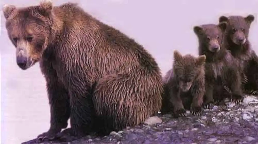Весной медведица и трое медвежат выходят из берлоги